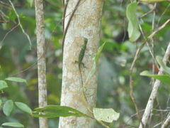 Draco quinquefasciatus