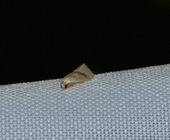 Micrathetis dasarada