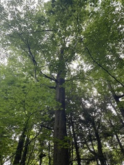 Betula alleghaniensis