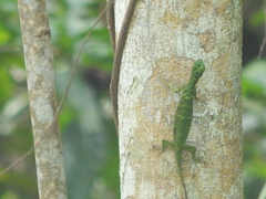 Draco quinquefasciatus