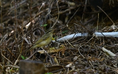 Phylloscopus tenellipes