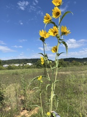 Helianthus maximiliani
