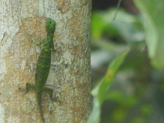 Draco quinquefasciatus