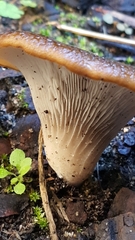 Hohenbuehelia petaloides image