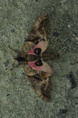 Paonias excaecata