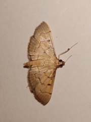 Herpetogramma