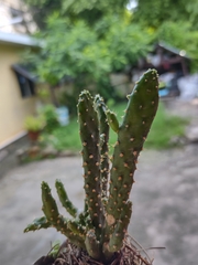 Opuntia cochenillifera