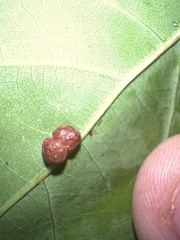 Polystepha globosa
