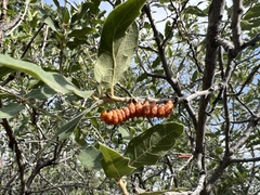 Anisota oslari