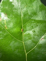 Polystepha globosa