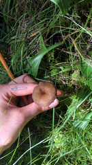 Craterellus tubaeformis