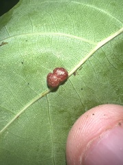 Polystepha globosa