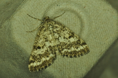 Eufidonia notataria