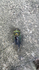 Neotibicen pruinosus