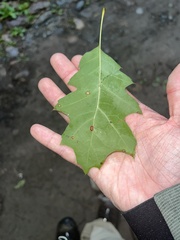 Polystepha globosa