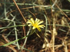 Chondrilla ramosissima