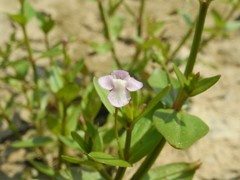 Lindernia procumbens