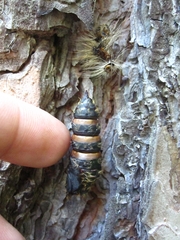Lymantria dispar