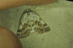 Lomographa semiclarata