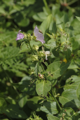 Malva alcea
