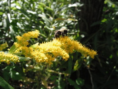 Bombus impatiens