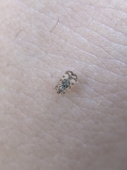 Corythucha marmorata