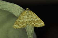 Eufidonia notataria