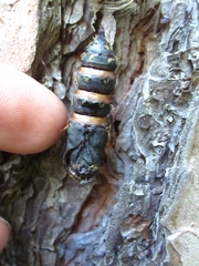 Lymantria dispar