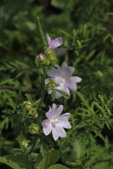 Malva alcea