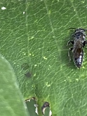 Tiphiinae