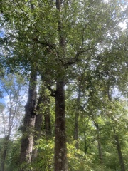 Quercus phellos