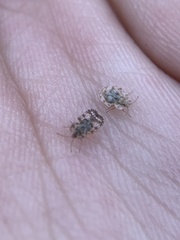 Corythucha marmorata