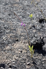 Desmodium platycarpum