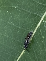 Tiphiinae