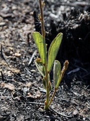 Desmodium platycarpum