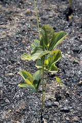 Desmodium platycarpum