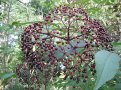 Sambucus canadensis