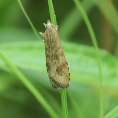 Nomophila noctuella