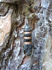 Lymantria dispar