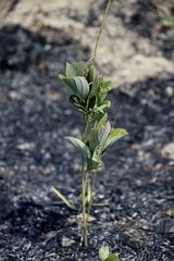 Desmodium platycarpum