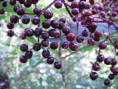Sambucus canadensis