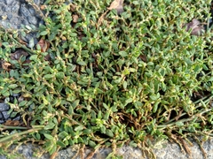 Polygonum arenastrum