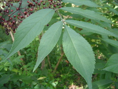 Sambucus canadensis