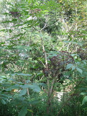 Sambucus canadensis