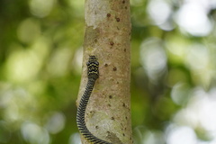 Chrysopelea paradisi