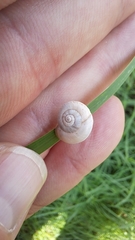 Xeropicta derbentina