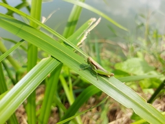 Pseudoxya diminuta