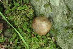 Amphibolips quercusinanis