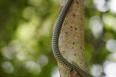 Chrysopelea paradisi