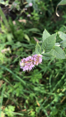 Mentha longifolia